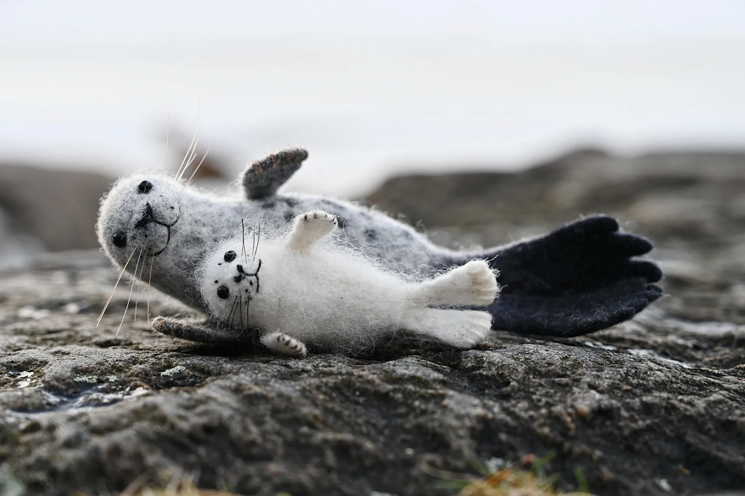 The Miniature Seal Livestream Course