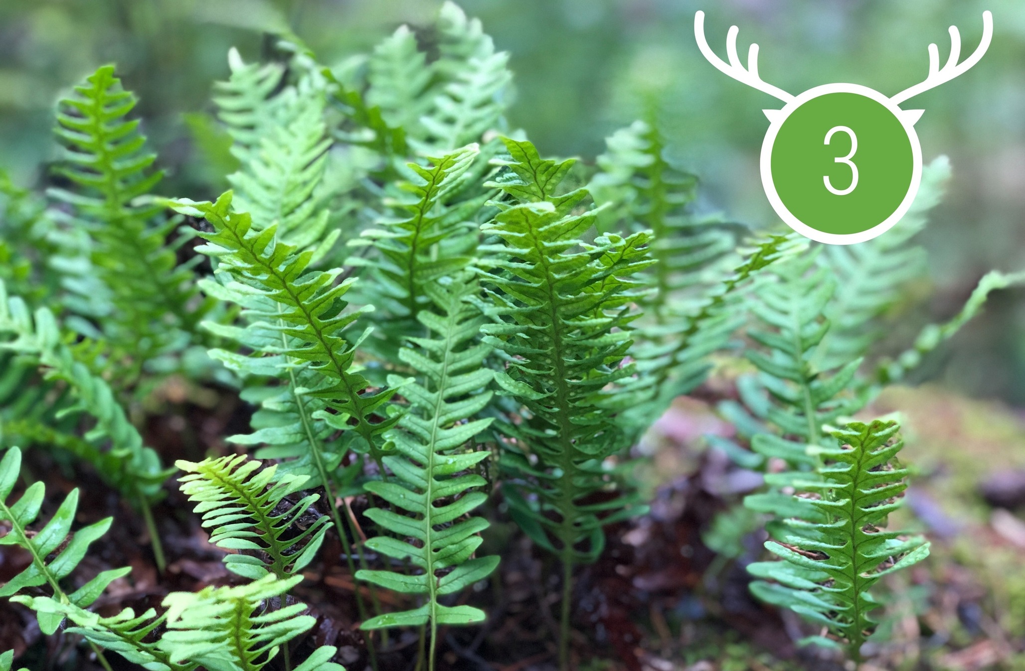 Wild Marathon 2023. Game 3. May.